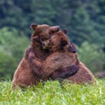 Profile picture of Bearhug