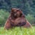 Profile picture of Bearhug